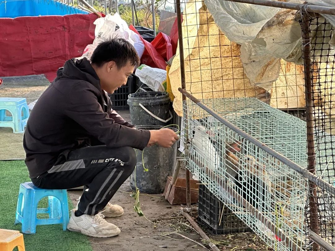 搶“鮮”亮相,！長樂冬天草莓上市~