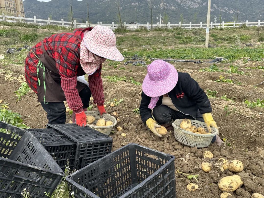 “薯”不勝收,！長樂小“金豆”迎來豐收季,！