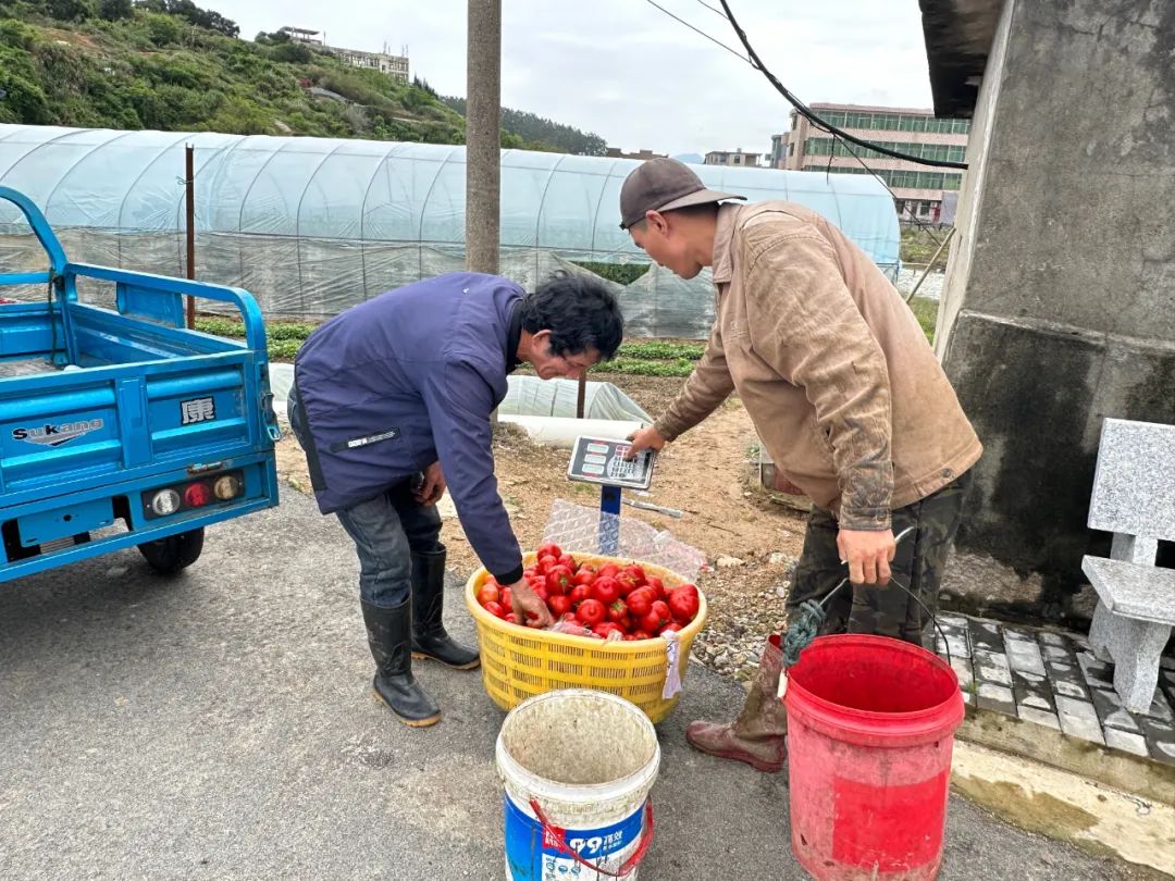 畝產(chǎn)萬斤,！搶鮮上“柿”,！很多長樂人都愛吃…….