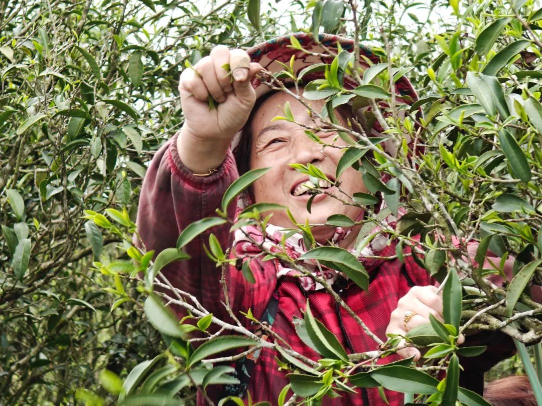 “長樂茶”來了,！味甘純凈，香味綿長的它來自……