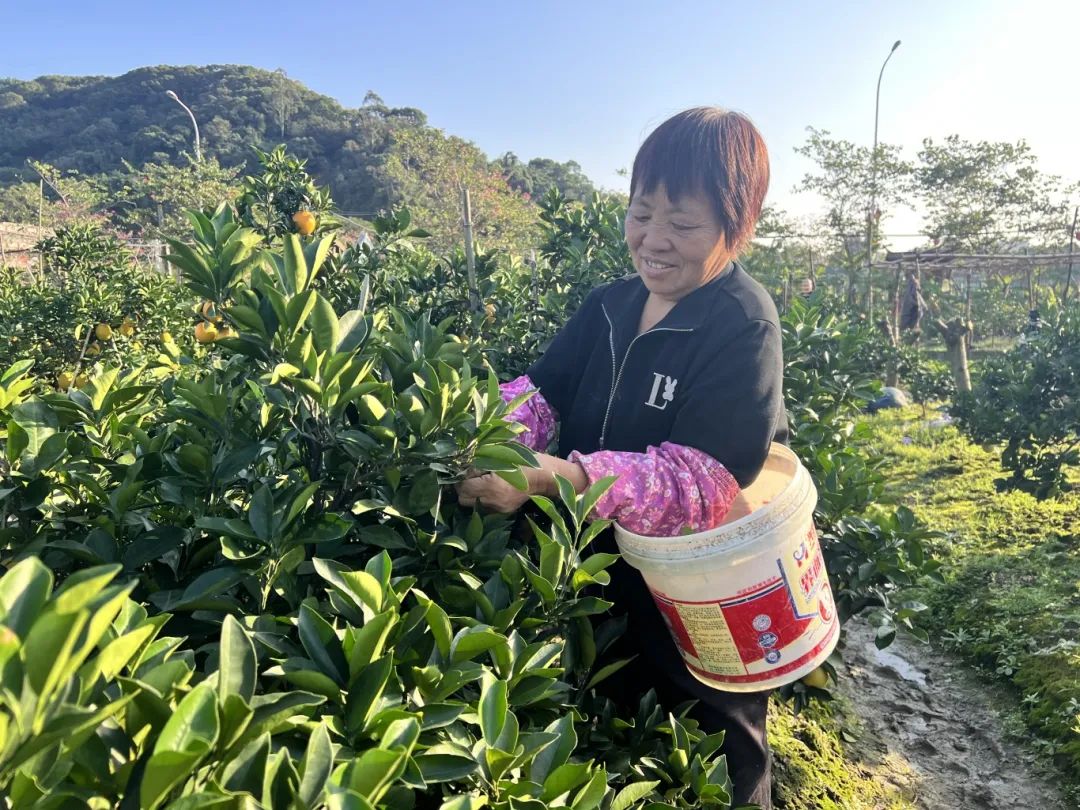 開摘,！周末走起,！長(zhǎng)樂陳女士：去年嘗過后念念不忘……