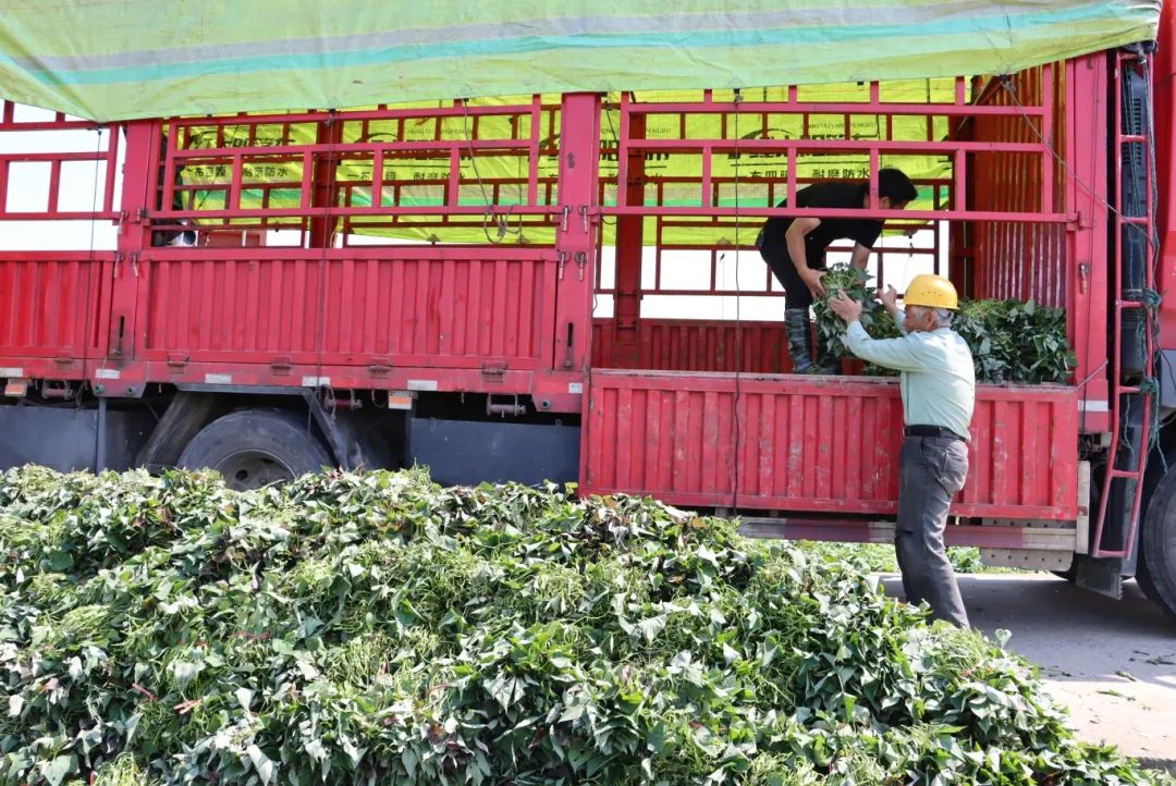 暢銷江蘇、山東,、江西,、廣東……長樂這里日發(fā)超50萬株→