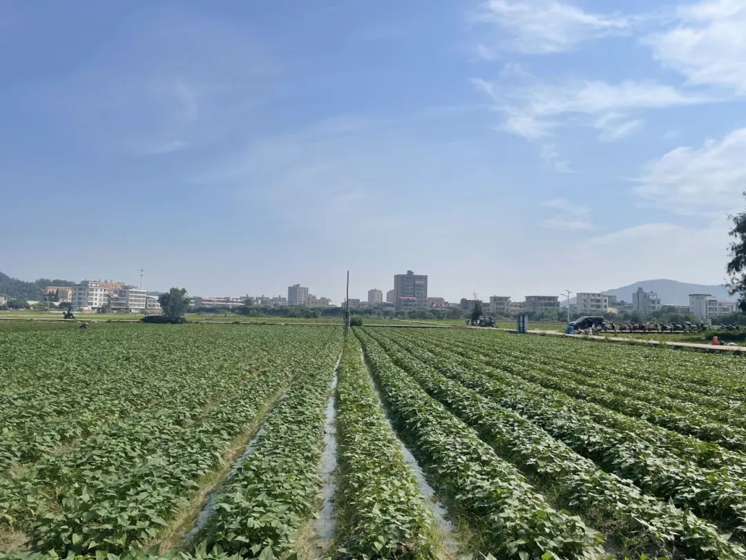 暢銷江蘇,、山東、江西,、廣東……長樂這里日發(fā)超50萬株→