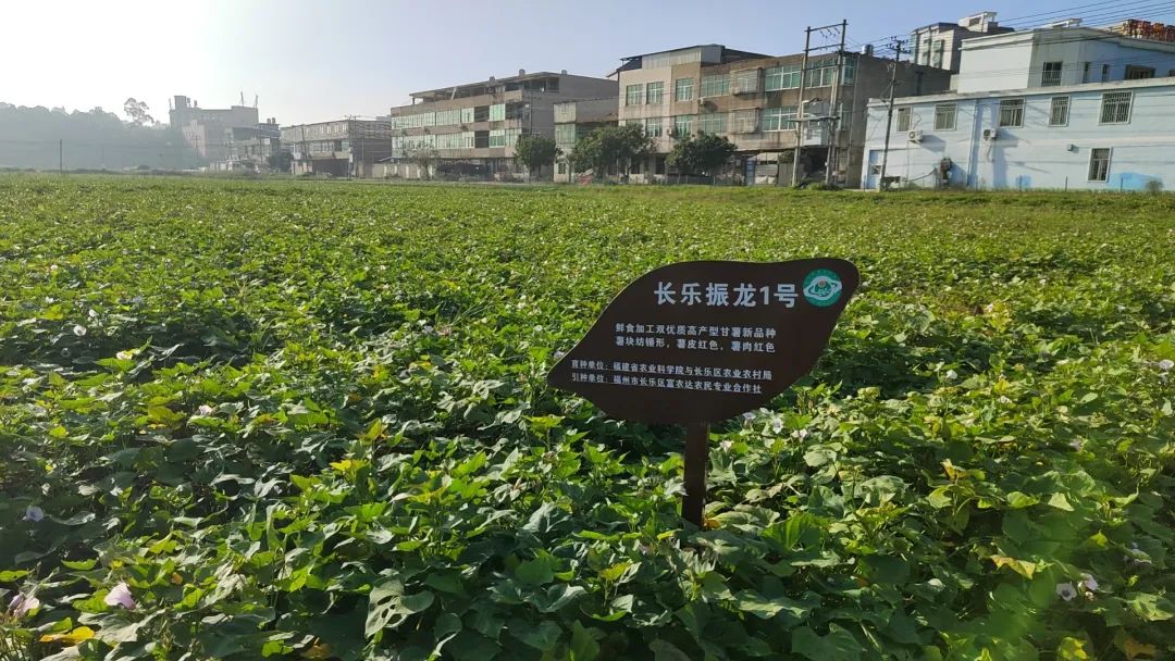 暢銷江蘇,、山東、江西,、廣東……長樂這里日發(fā)超50萬株→