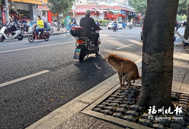 福州如何治理狗患？各方積極建言獻(xiàn)策