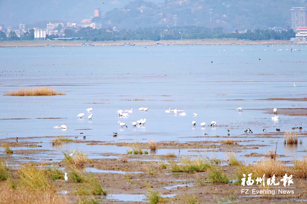 小天鵝飛抵福州閩江河口濕地 本月中下旬是最佳觀測(cè)期