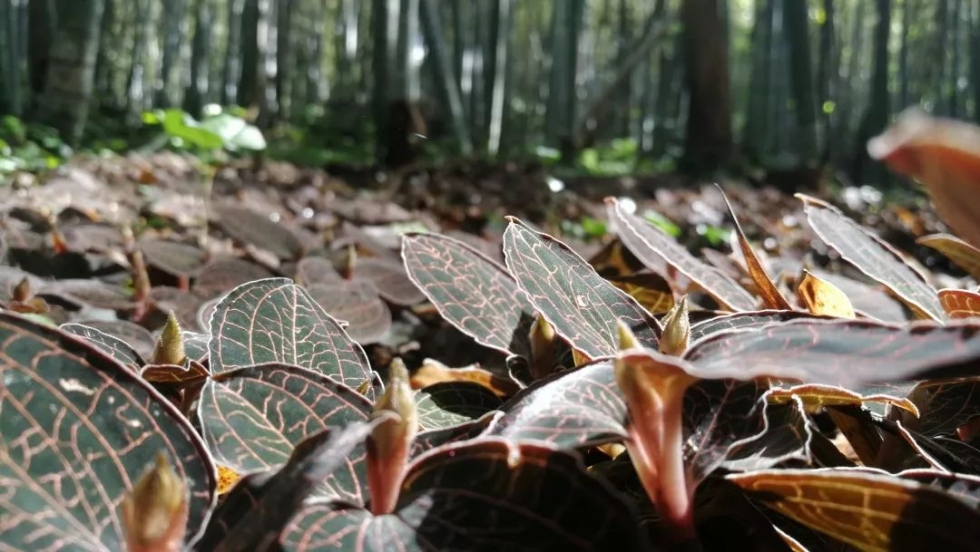 每人每年增收萬元！永泰這片林地里藏著“聚寶盆”