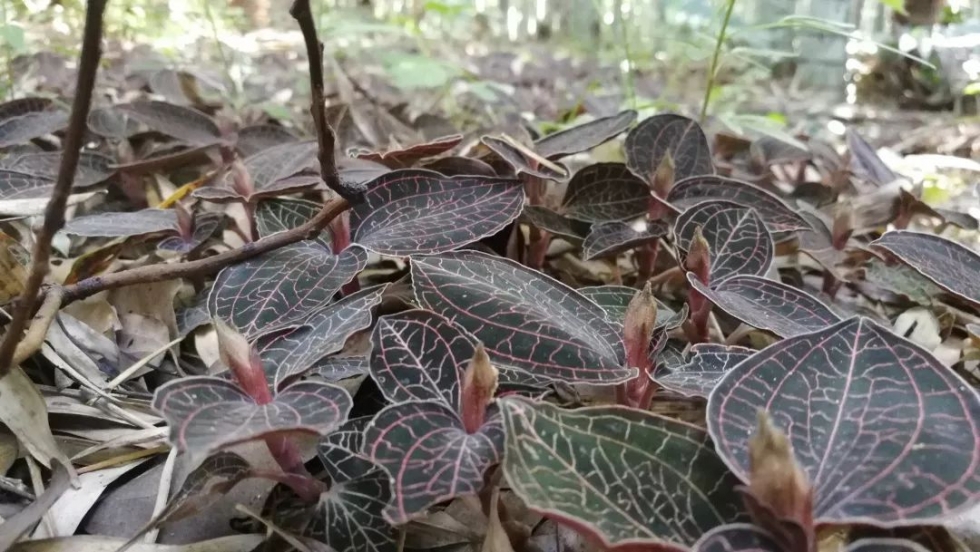 每人每年增收萬元！永泰這片林地里藏著“聚寶盆”