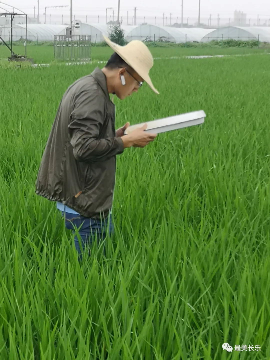 @農(nóng)民朋友，當(dāng)前要注意防治水稻病蟲害,！