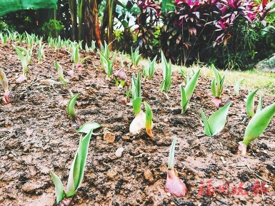 福州：沙灘公園上千平方米郁金香迎春節(jié)