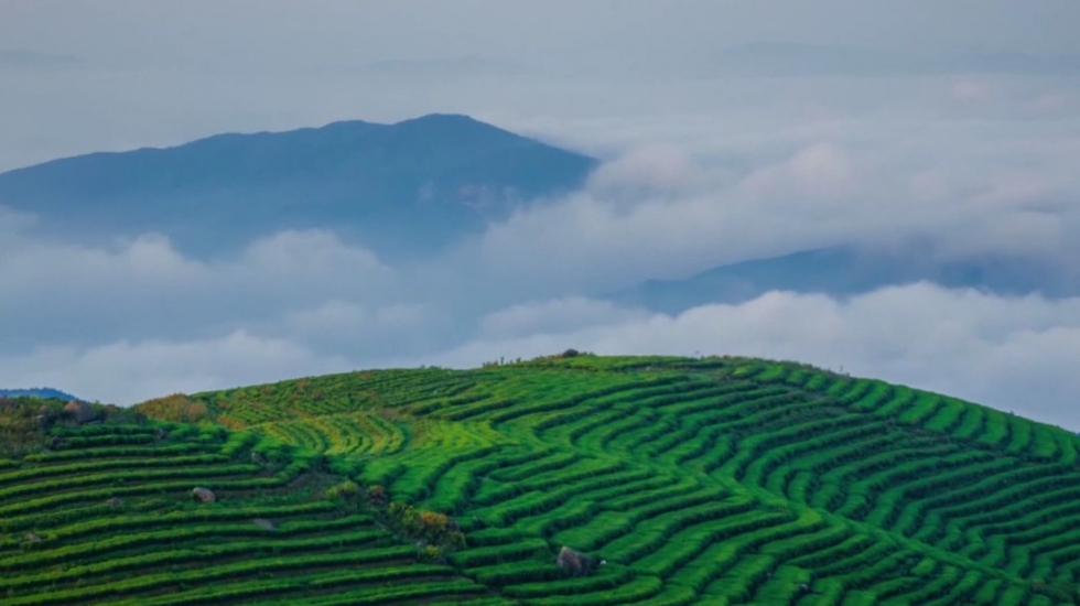 福建深山里,，藏著一個低調(diào)的產(chǎn)茶大縣