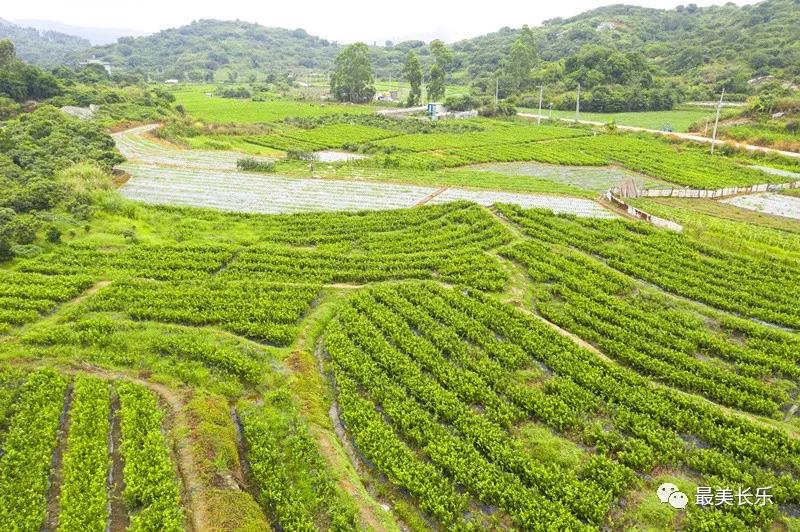 長(zhǎng)樂(lè)供電公司：電力賦能 百畝茉莉助“共富”