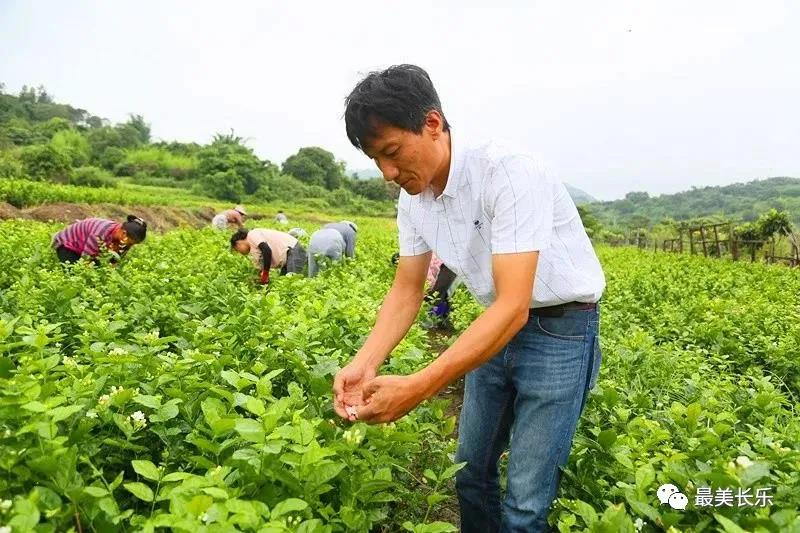 長(zhǎng)樂(lè)供電公司：電力賦能 百畝茉莉助“共富”