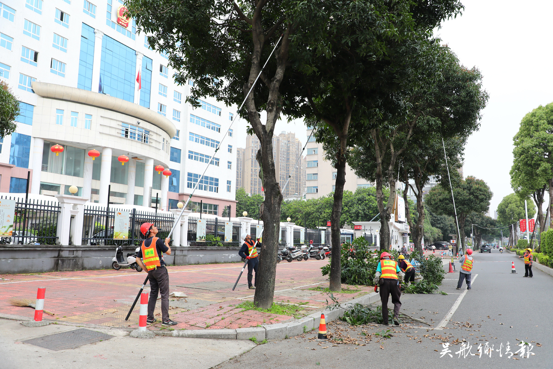 區(qū)園林中心：未雨綢繆防臺風 修剪樹枝除隱患