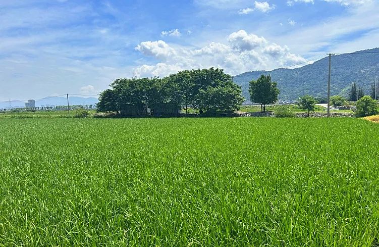 十年磨一劍！長樂這家合作社借“機”致富……