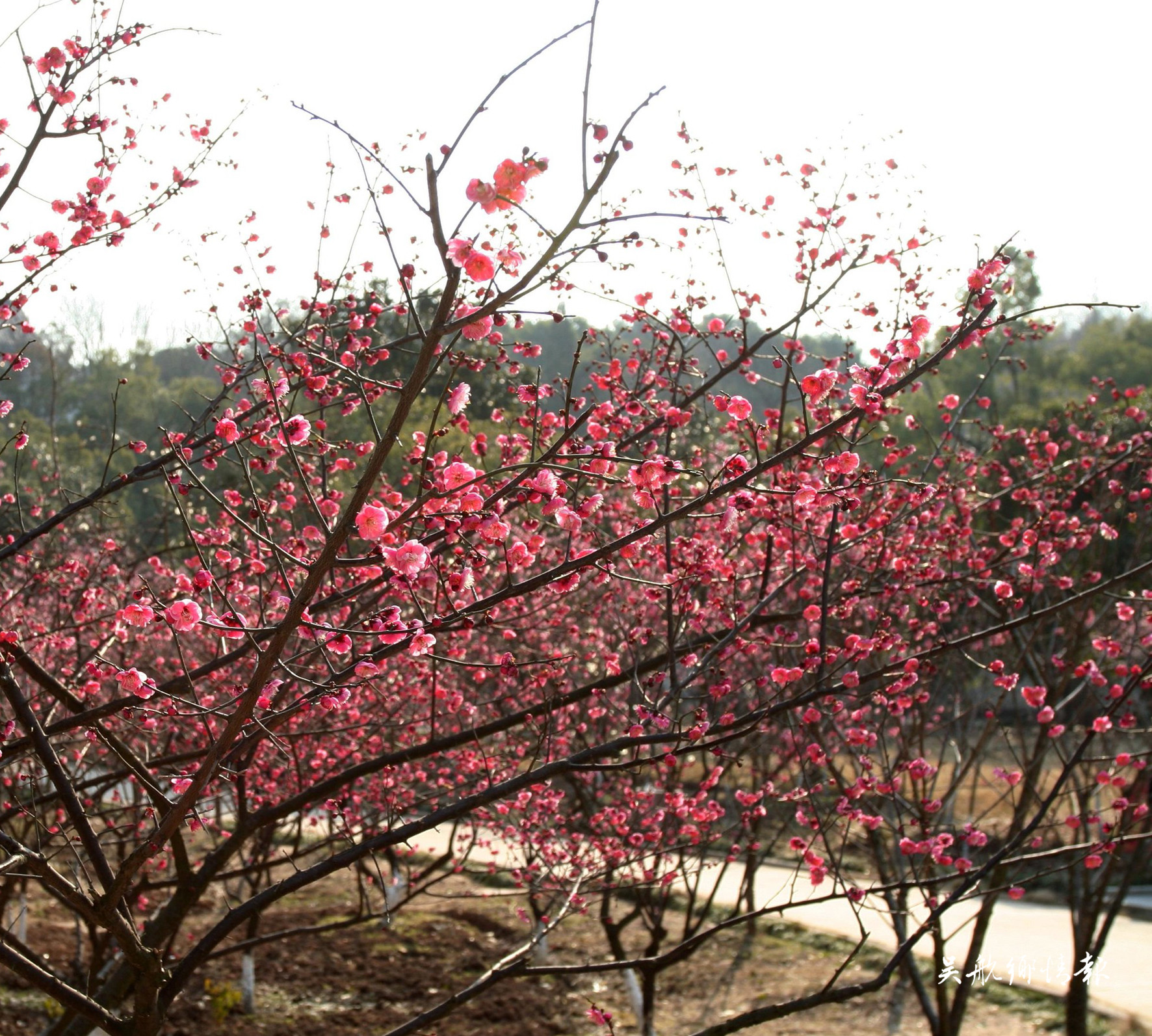 逢花卻憶故園梅