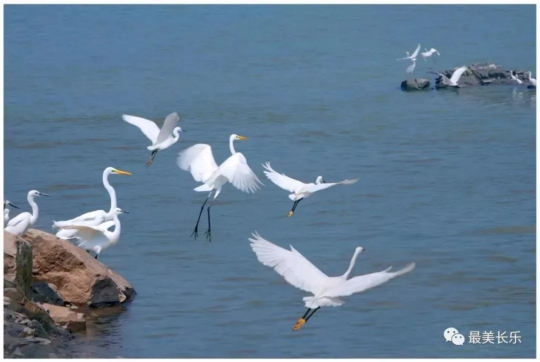 大自然的饋贈(zèng),，閩江河口國(guó)家濕地公園美如畫(huà)！