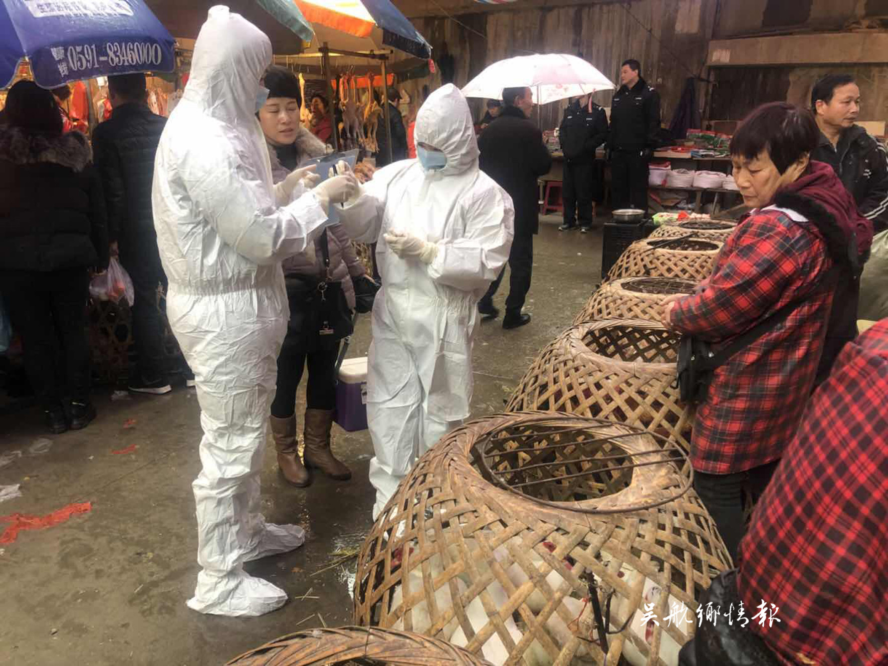 我區(qū)重大動物疫病防控工作進展順利