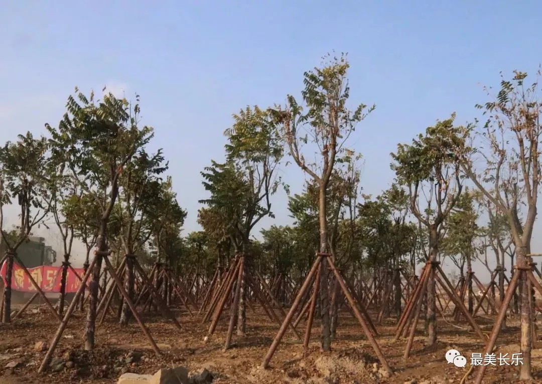 綠意滿滿！東湖濕地公園植樹添新綠,！