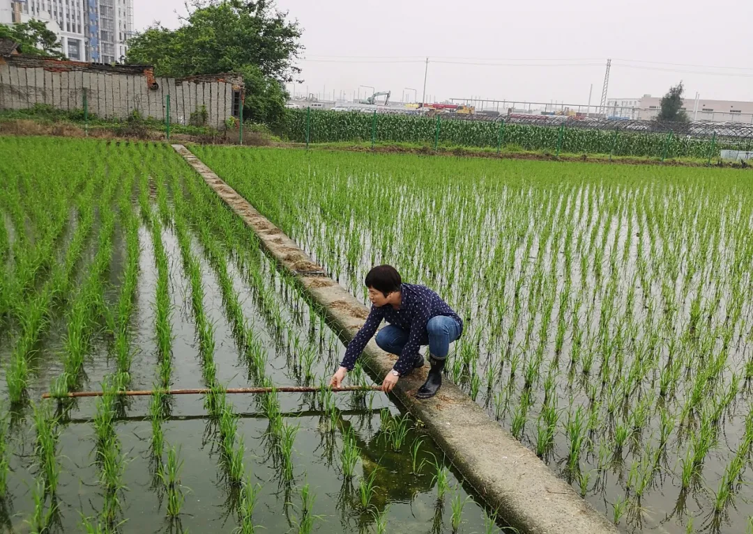 提醒,！農(nóng)民朋友當前要注意防治稻飛虱和稻縱卷葉螟?,！