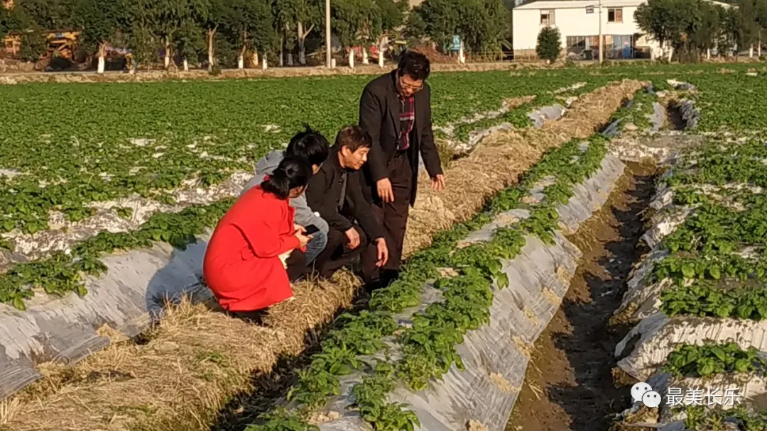 專家田間支招！寒潮來襲,，農(nóng)作物防寒抗凍這樣做,！