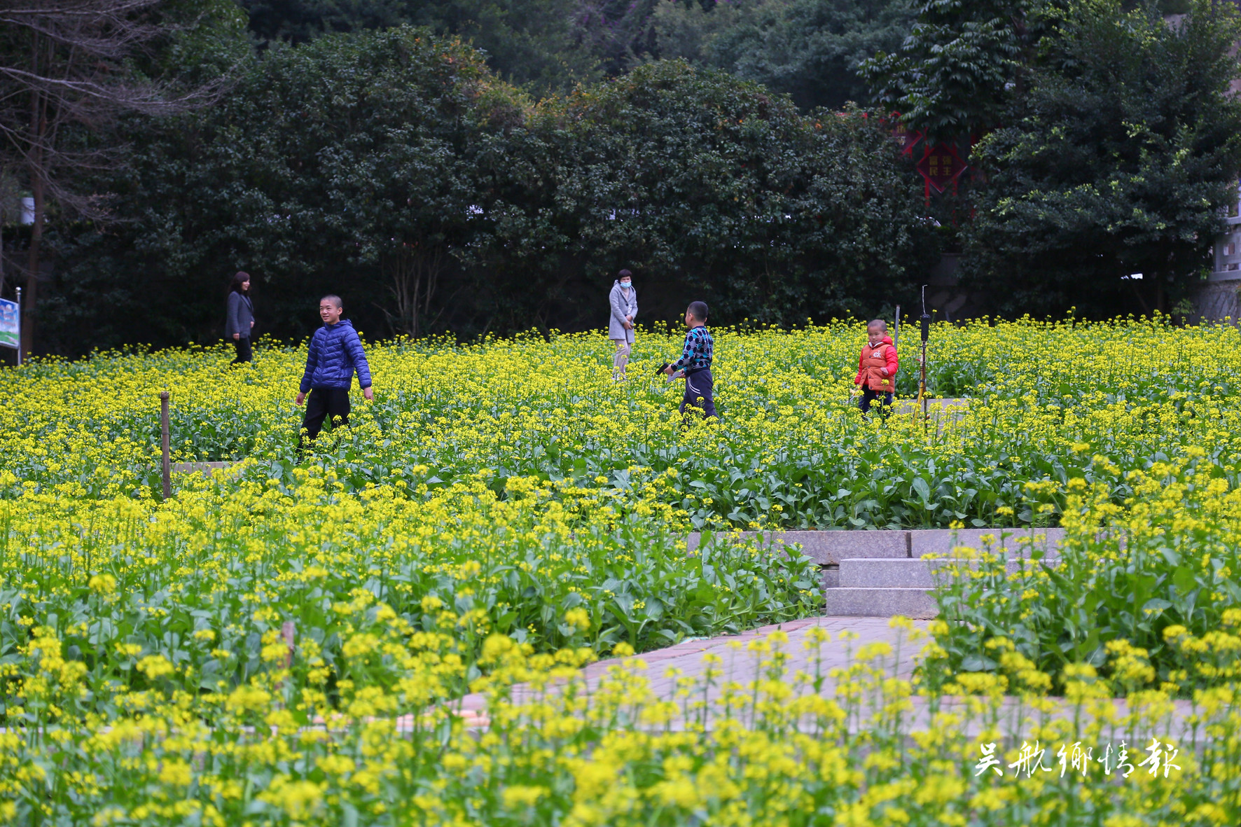 南山公園油菜花吸引眾多市民駐足觀賞 