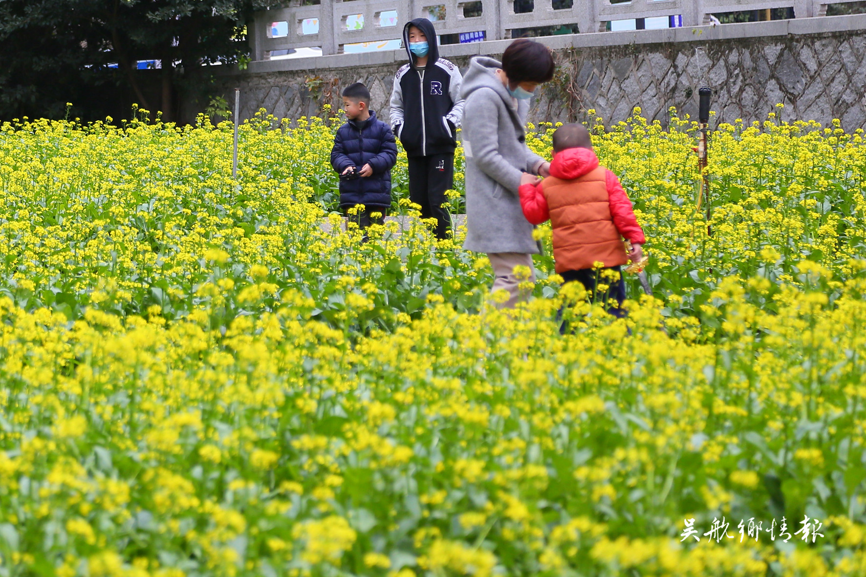 南山公園油菜花吸引眾多市民駐足觀賞 