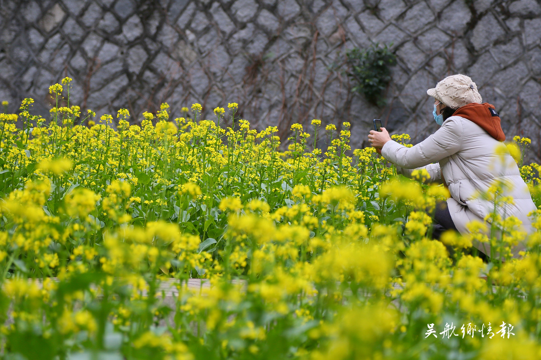 南山公園油菜花吸引眾多市民駐足觀賞 