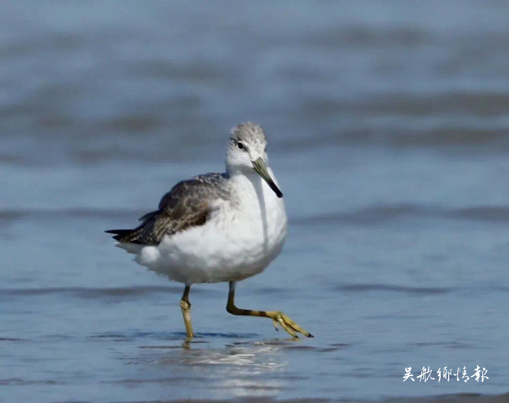 國家重點野生動物從54種增至80種 閩江河口濕地成為“鳥的天堂”