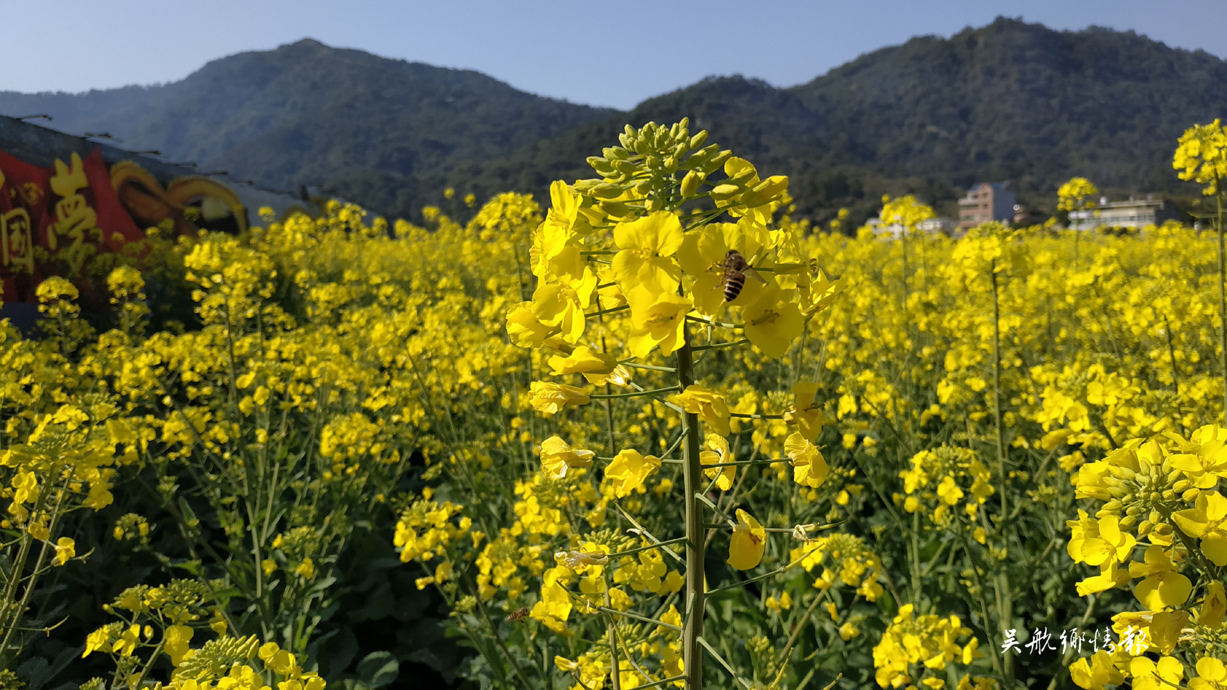  冬去千山醒 春來(lái)百花開(kāi)