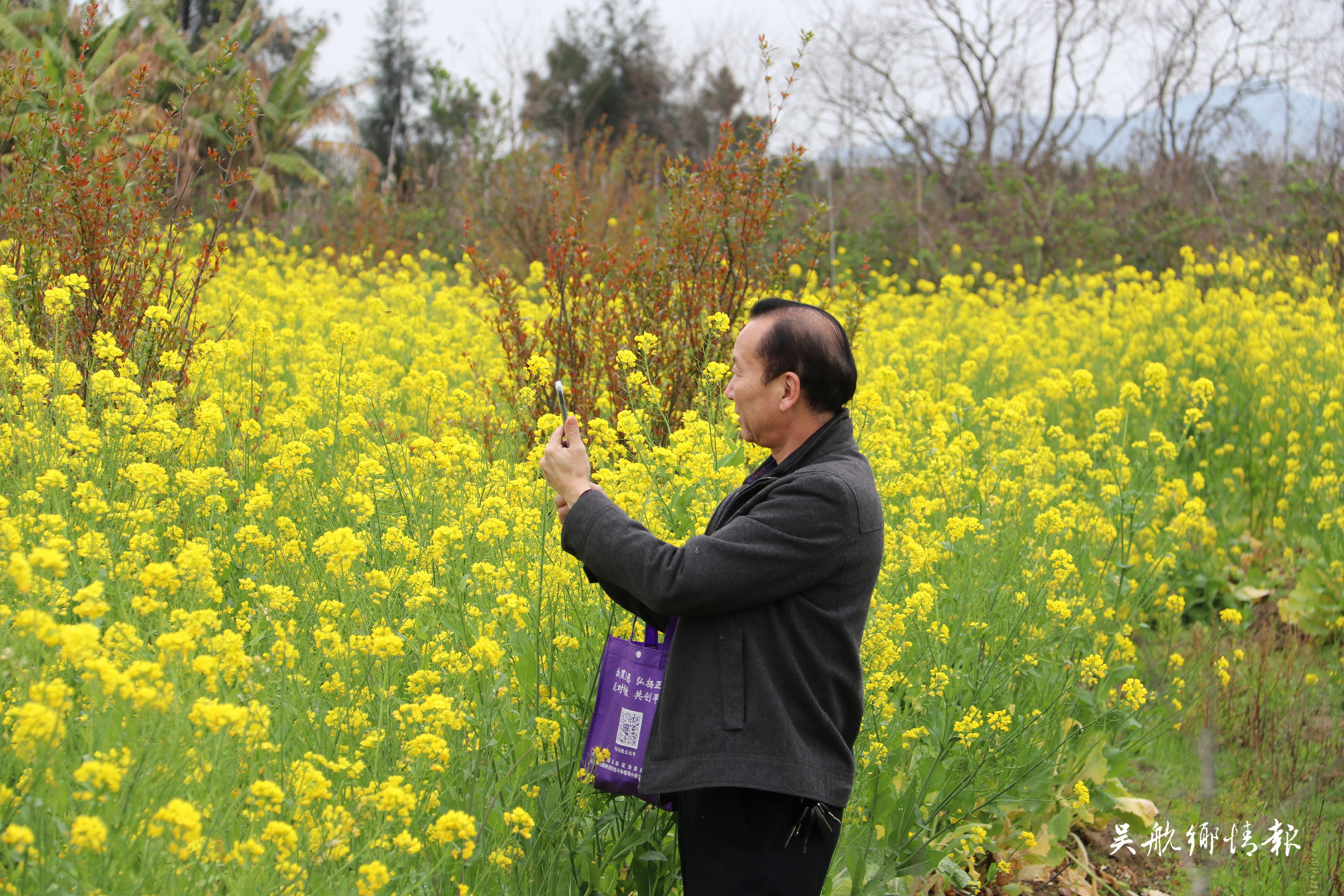 閩江河口濕地公園大片的油菜花盛開