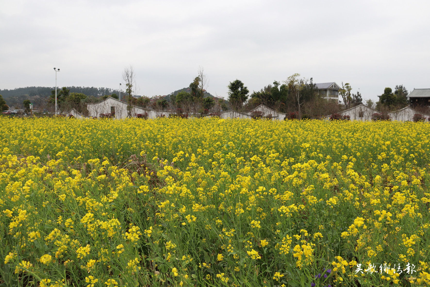 閩江河口濕地公園大片的油菜花盛開