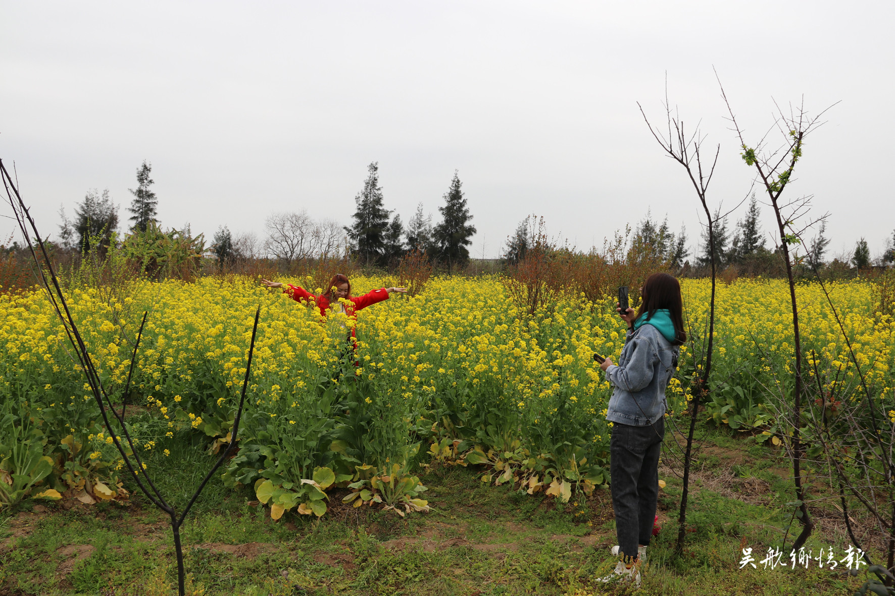 閩江河口濕地公園大片的油菜花盛開