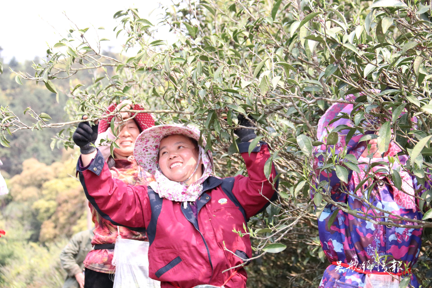 玉龍茶場(chǎng)今春茶好量又高