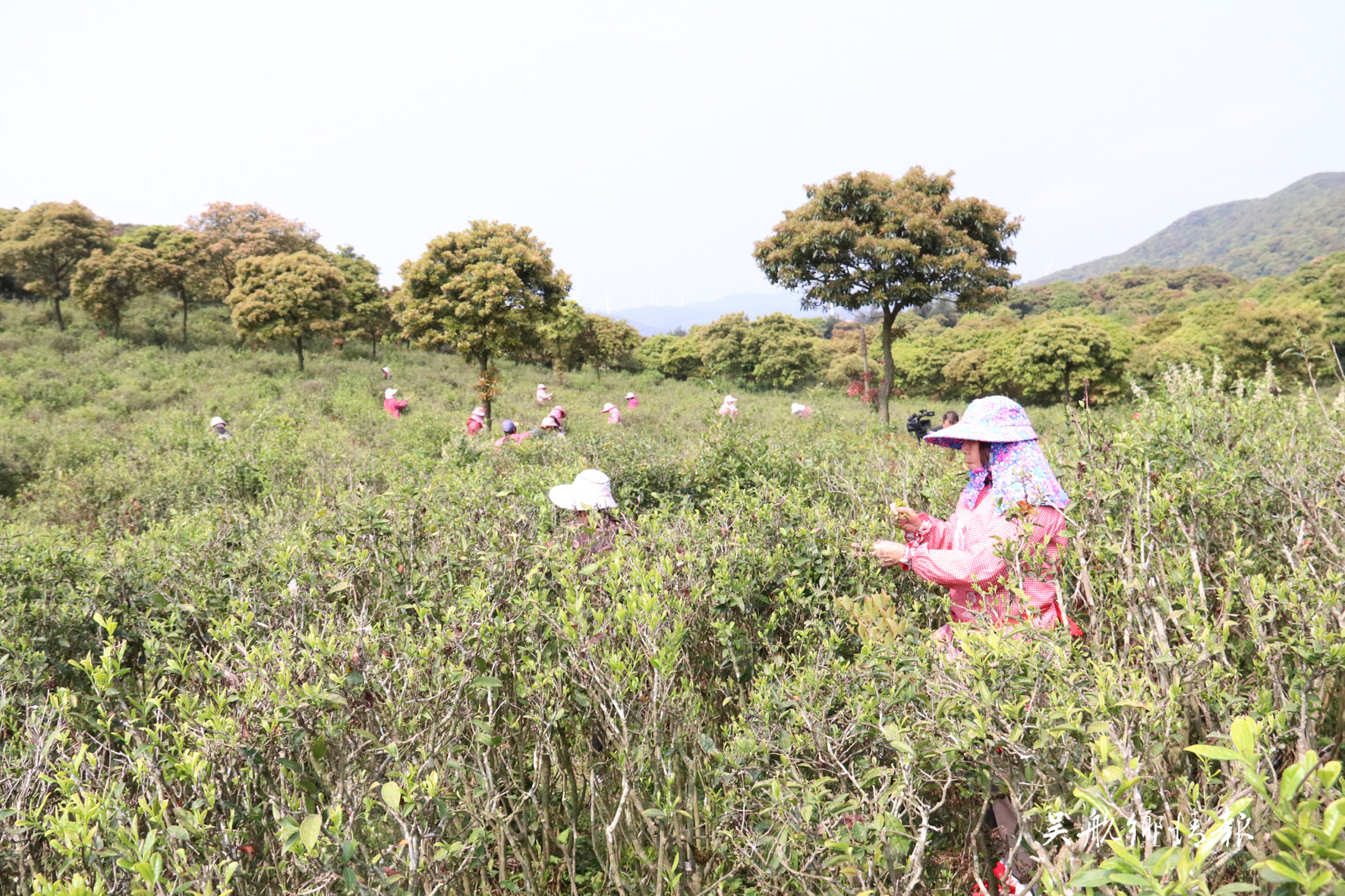 玉龍茶場(chǎng)今春茶好量又高