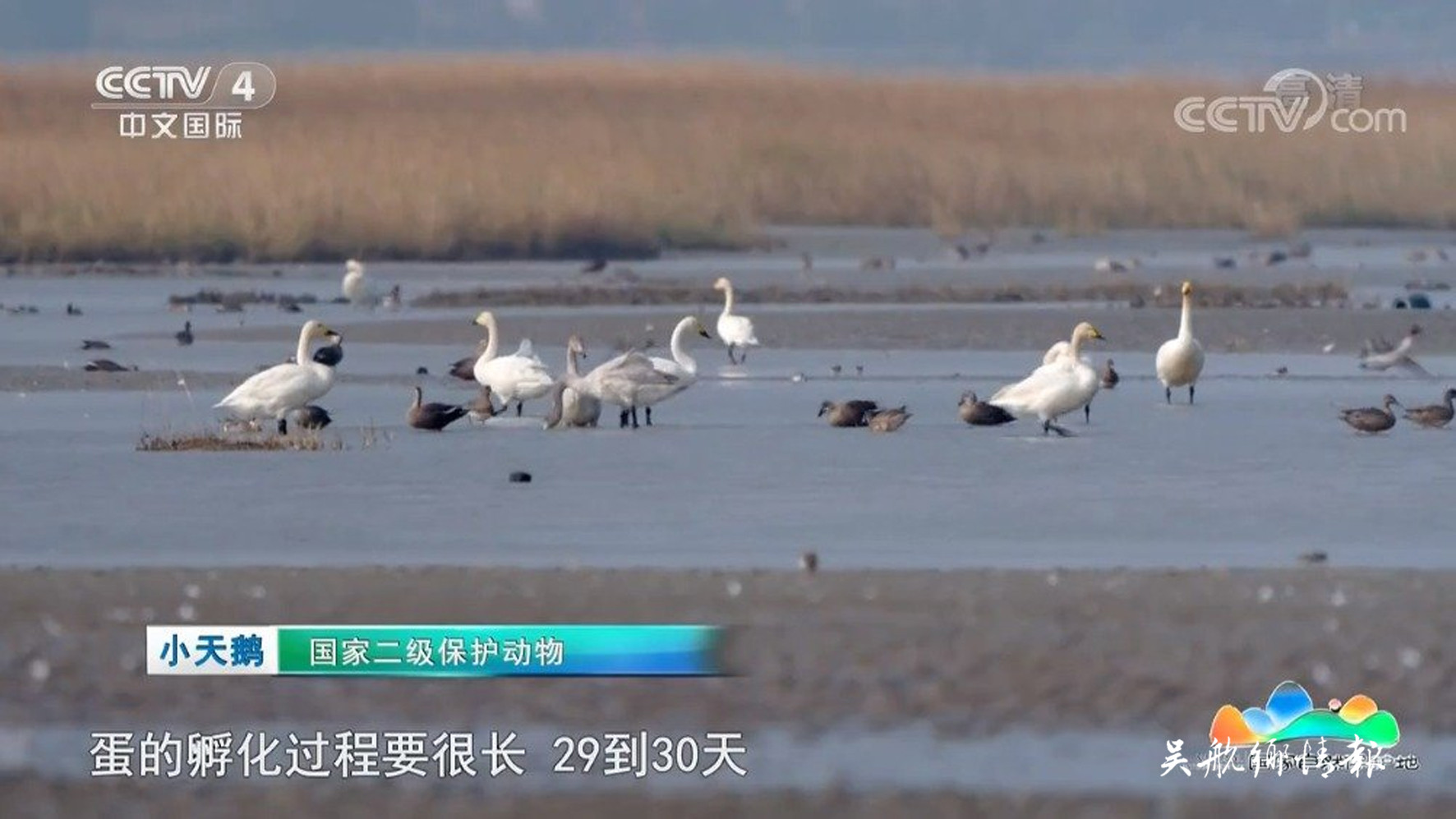 央視《遠(yuǎn)方的家》播出閩江河口濕地專題片