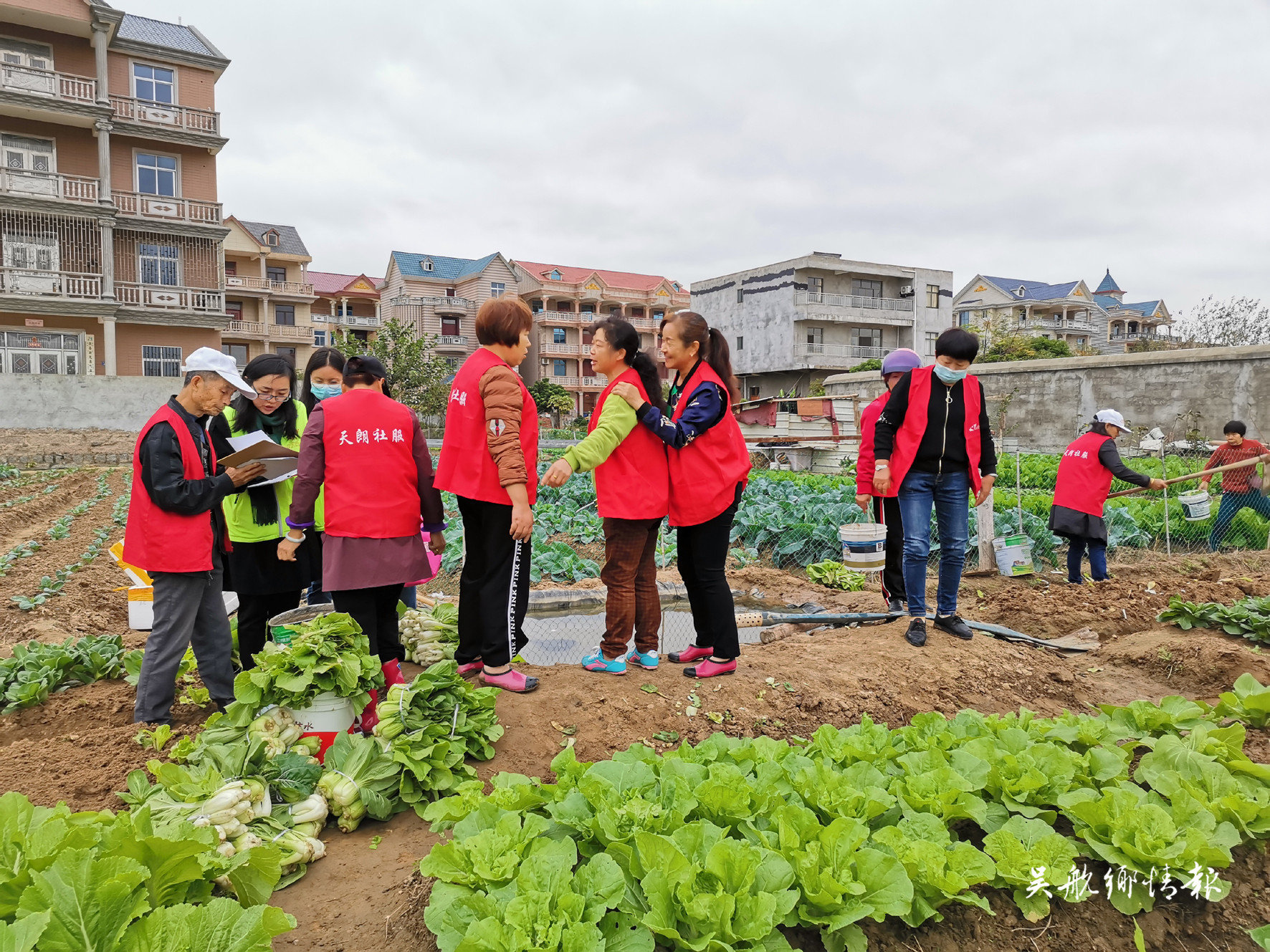 閑置空地變公益菜地 “樂菜園”收獲滿滿愛心