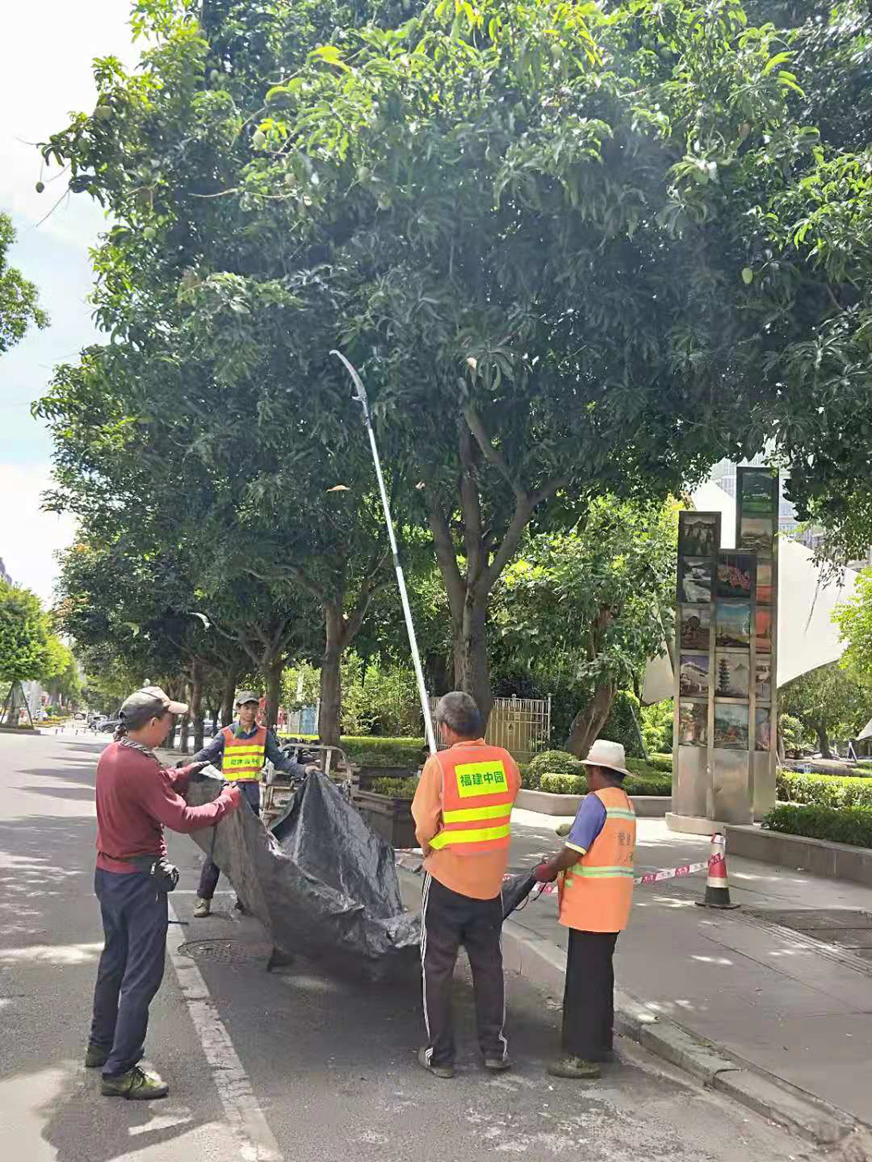 防止落果傷人 住建部門處理綠化芒果實