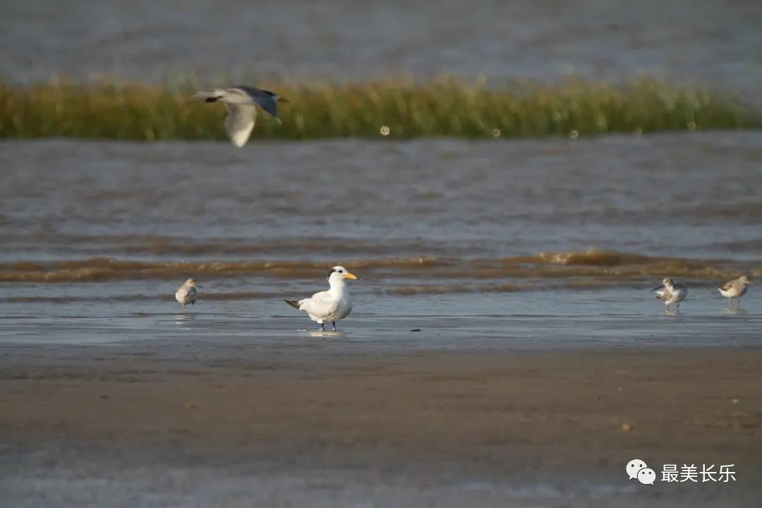 中華鳳頭燕鷗“馬妞”又來(lái)閩江河口濕地啦