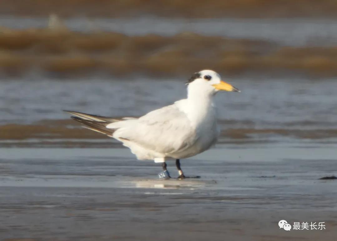 中華鳳頭燕鷗“馬妞”又來(lái)閩江河口濕地啦