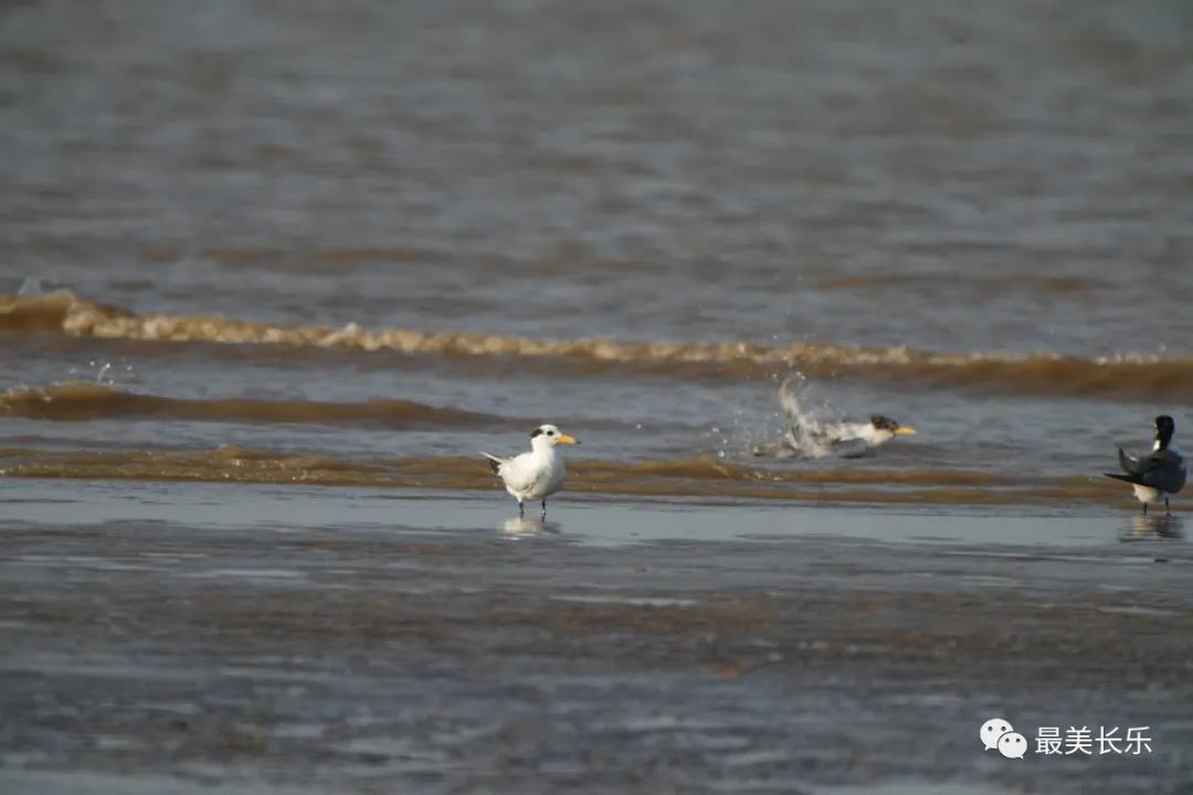 中華鳳頭燕鷗“馬妞”又來(lái)閩江河口濕地啦