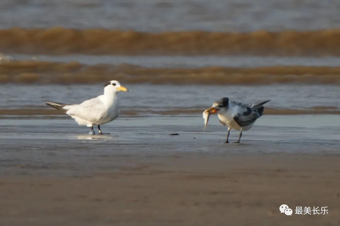 中華鳳頭燕鷗“馬妞”又來(lái)閩江河口濕地啦