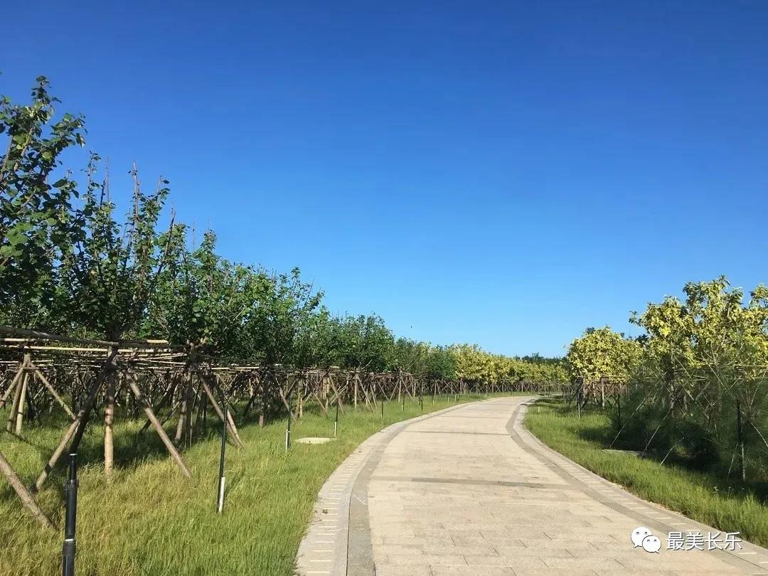 濱海新城森林城市景觀帶項(xiàng)目二期即將完工