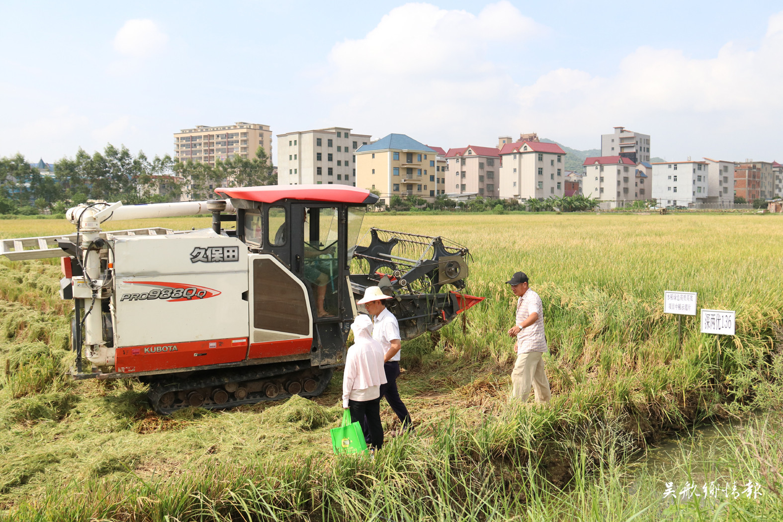 3.4萬畝中稻喜獲豐收 農(nóng)民豐收節(jié)里樂開顏