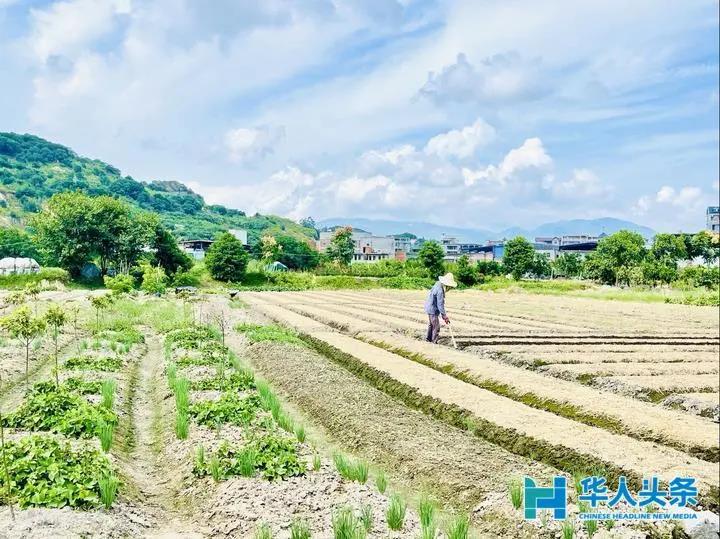 嶼北村：“一村十園”綠色生態(tài)景,，道不盡殷殷桑梓情