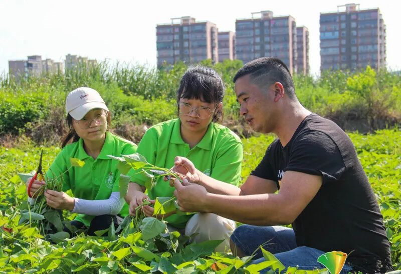 小甘薯大產(chǎn)業(yè) 一位80后的陳振龍情懷