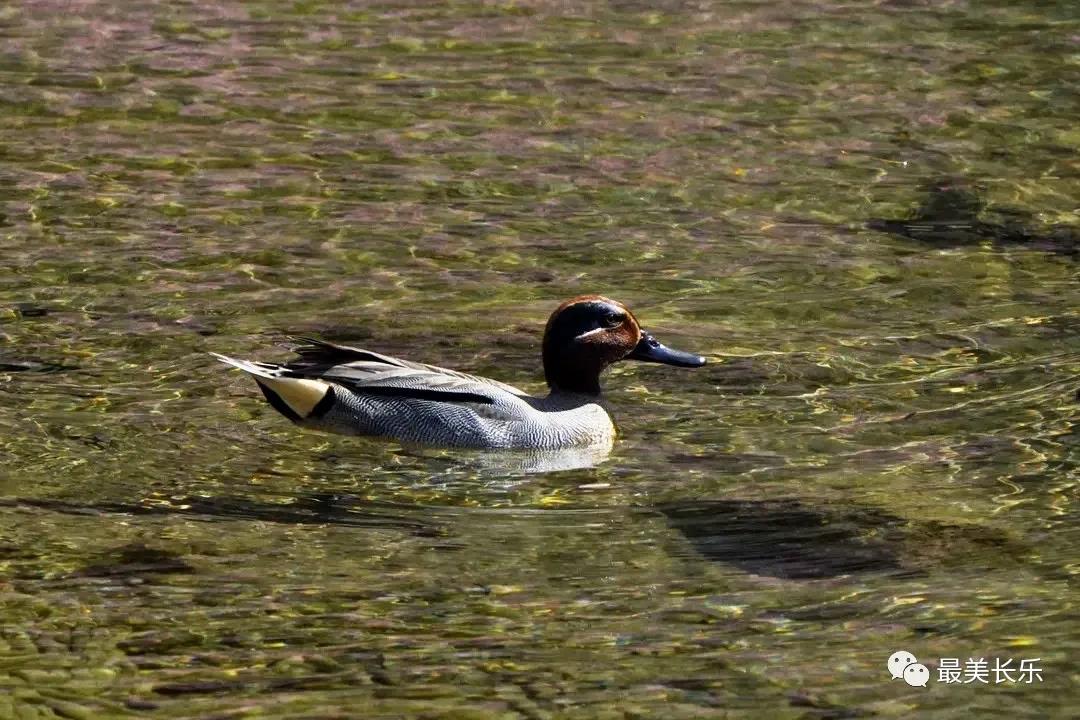 大批雁鴨類水鳥陸續(xù)抵達(dá) 快來閩江河口濕地“數(shù)鴨子”