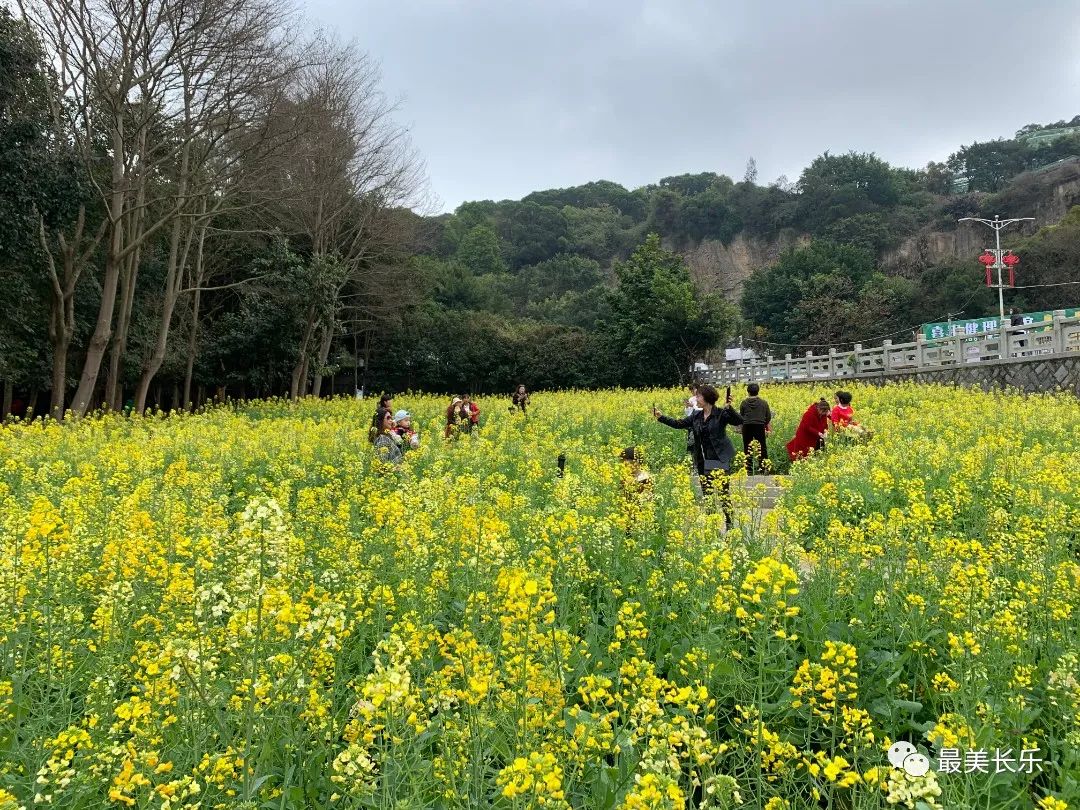 邂逅黃金浪漫！走,！一起看花去