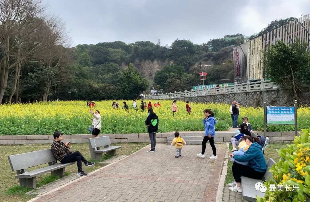 邂逅黃金浪漫,！走！一起看花去