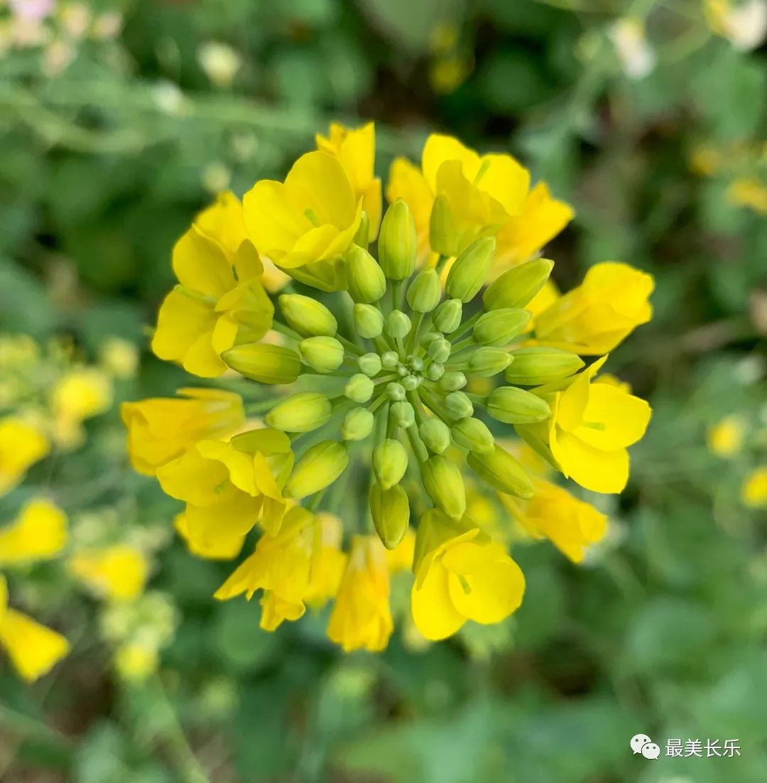 邂逅黃金浪漫！走,！一起看花去